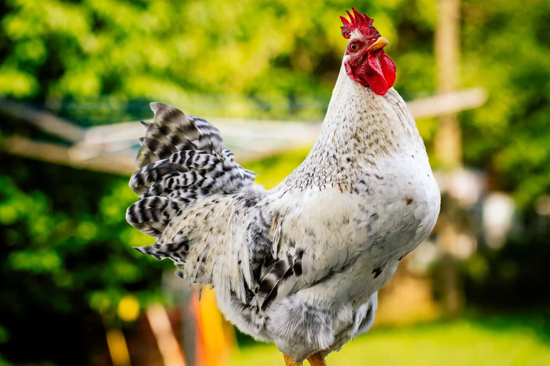 Ansichtskarte